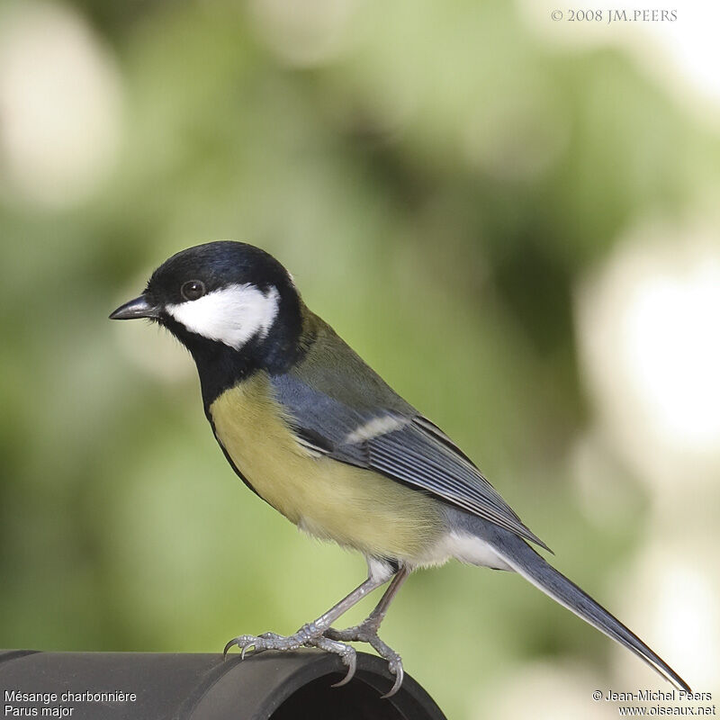 Great Tit