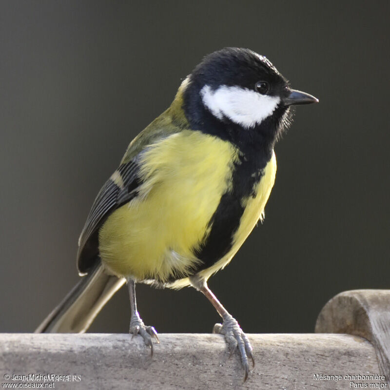 Great Tit