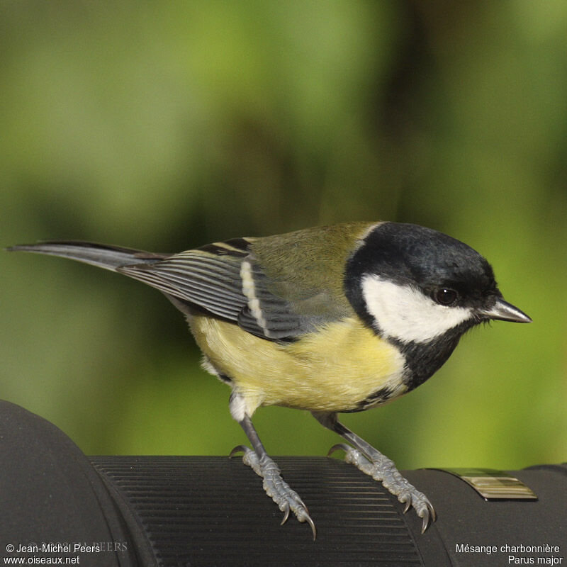 Mésange charbonnière