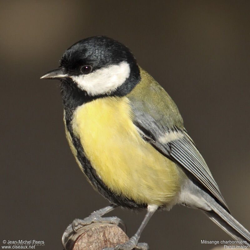 Great Tit