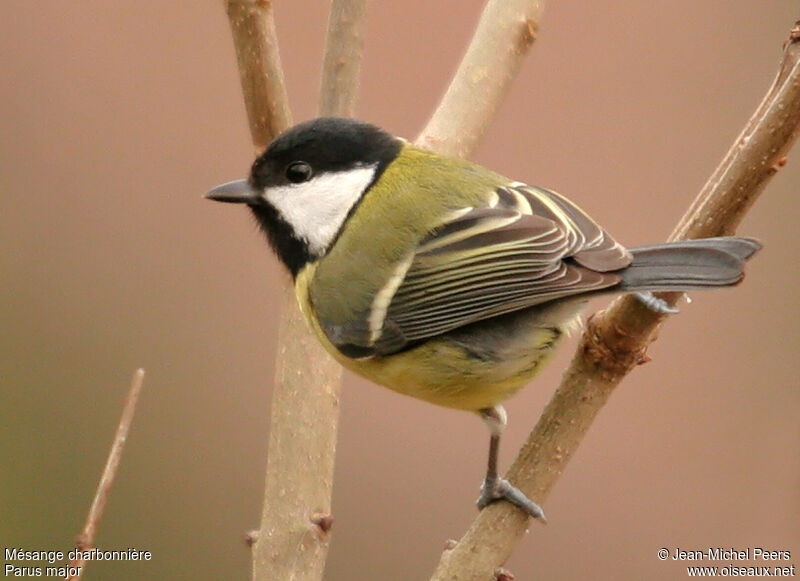 Mésange charbonnièreadulte