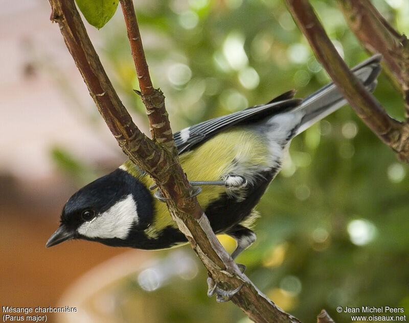 Mésange charbonnière mâle adulte