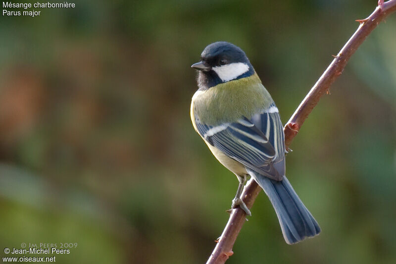 Mésange charbonnière