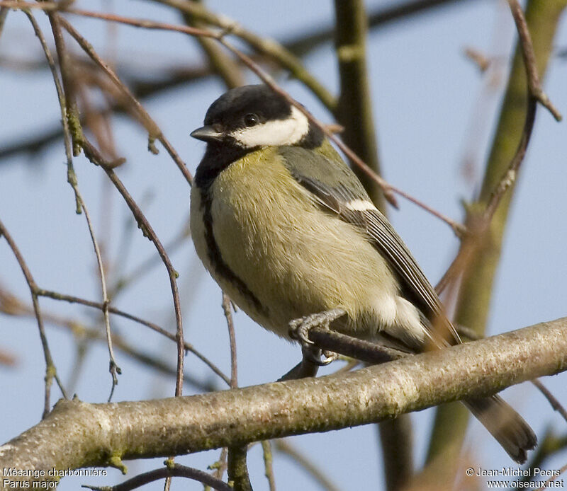 Great Tit female adult