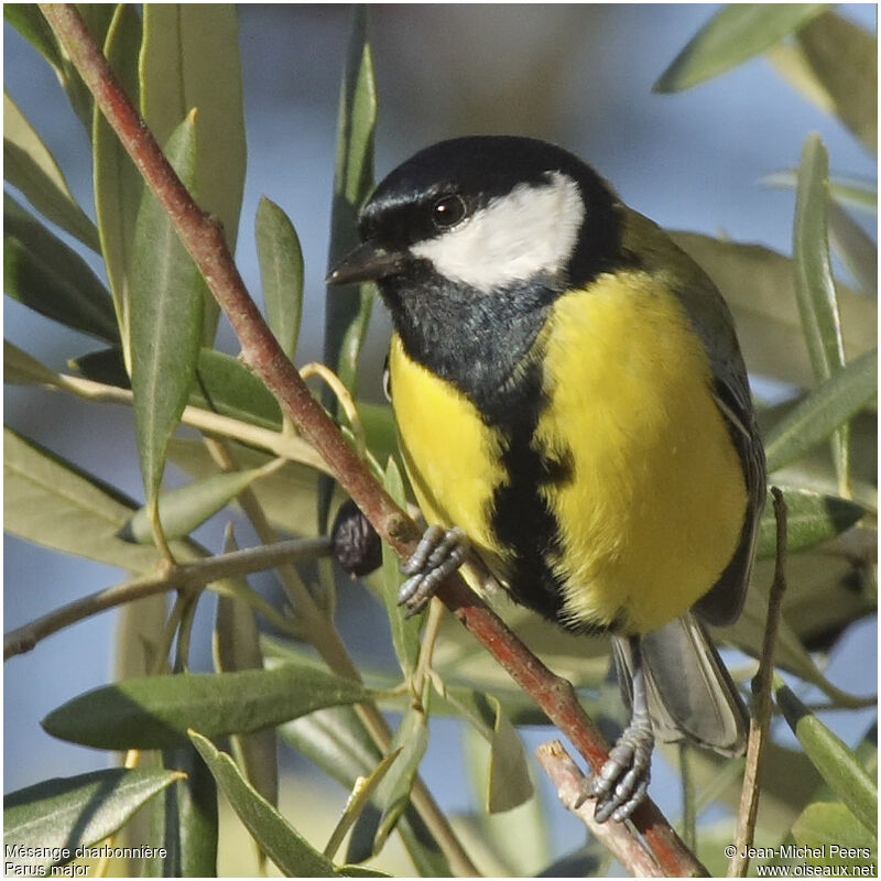 Mésange charbonnière