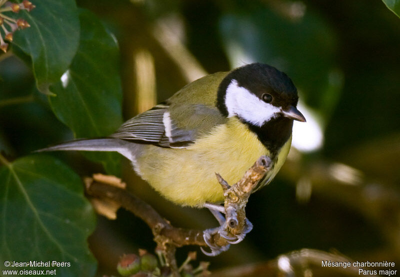 Mésange charbonnière