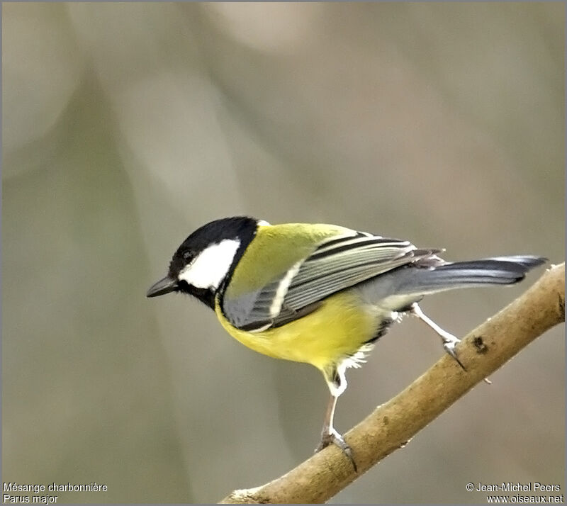 Mésange charbonnière