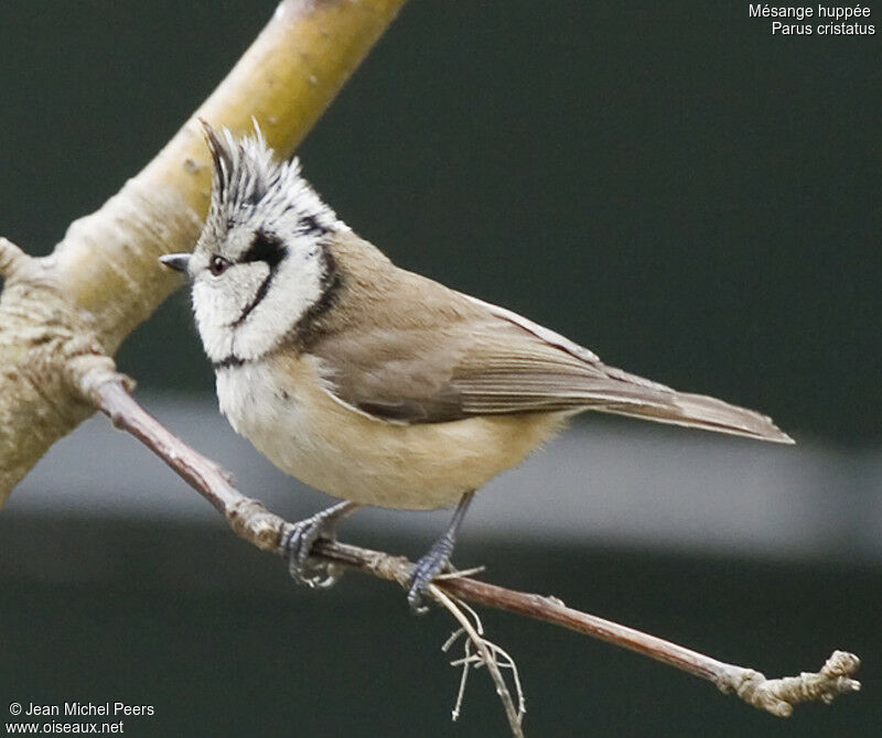 Mésange huppée