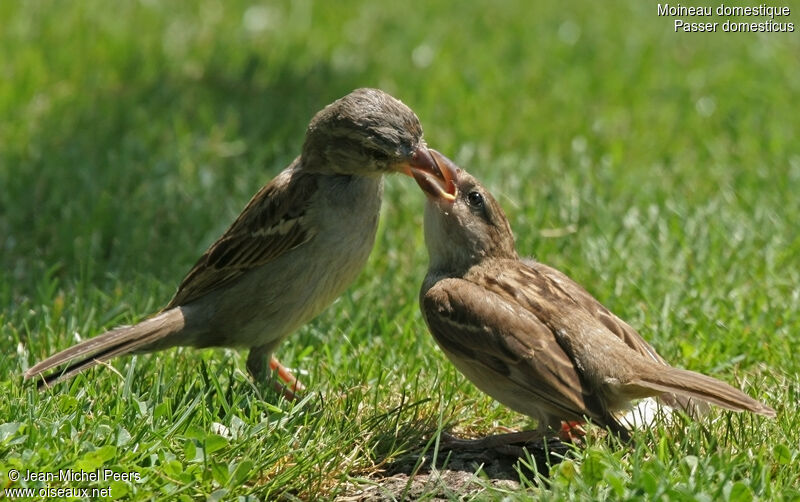 Moineau domestiquejuvénile