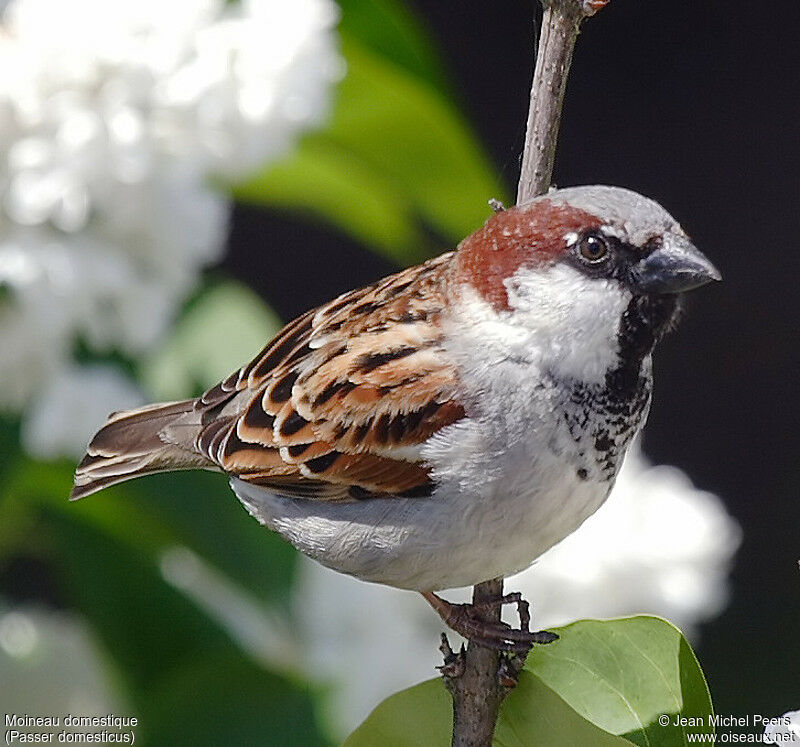 House Sparrow