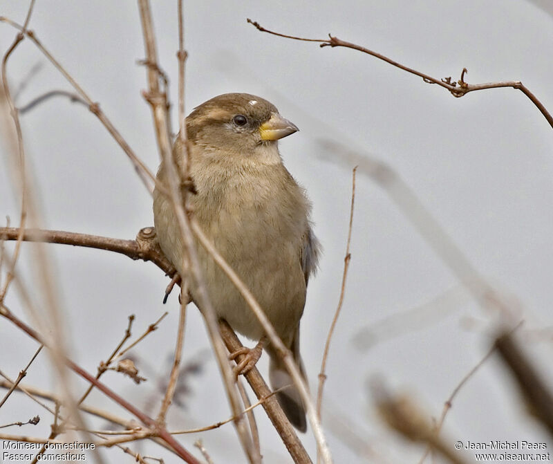 House Sparrow female