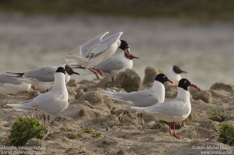 Mediterranean Gull