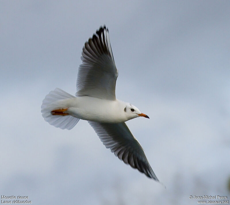 Black-headed Gulladult post breeding