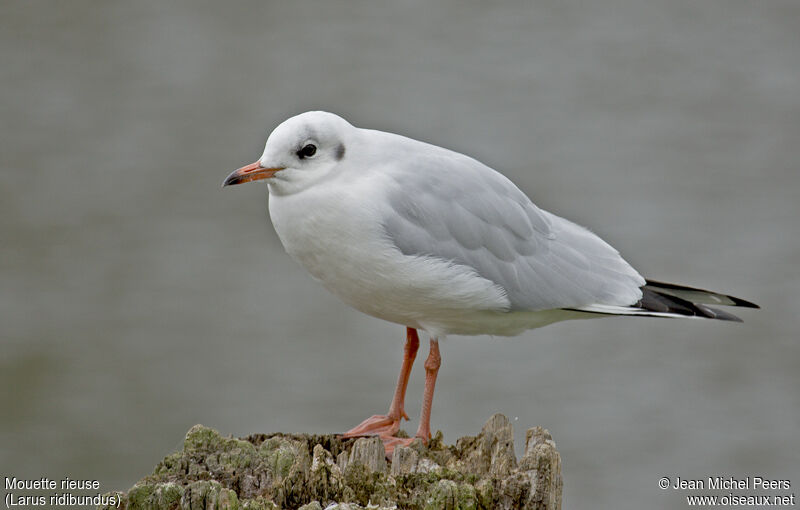 Mouette rieuseadulte internuptial