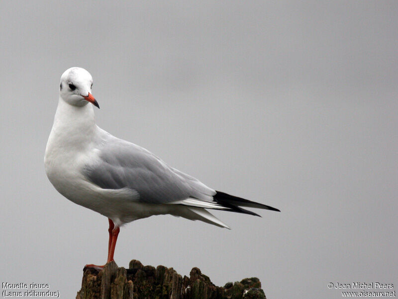 Mouette rieuseadulte internuptial