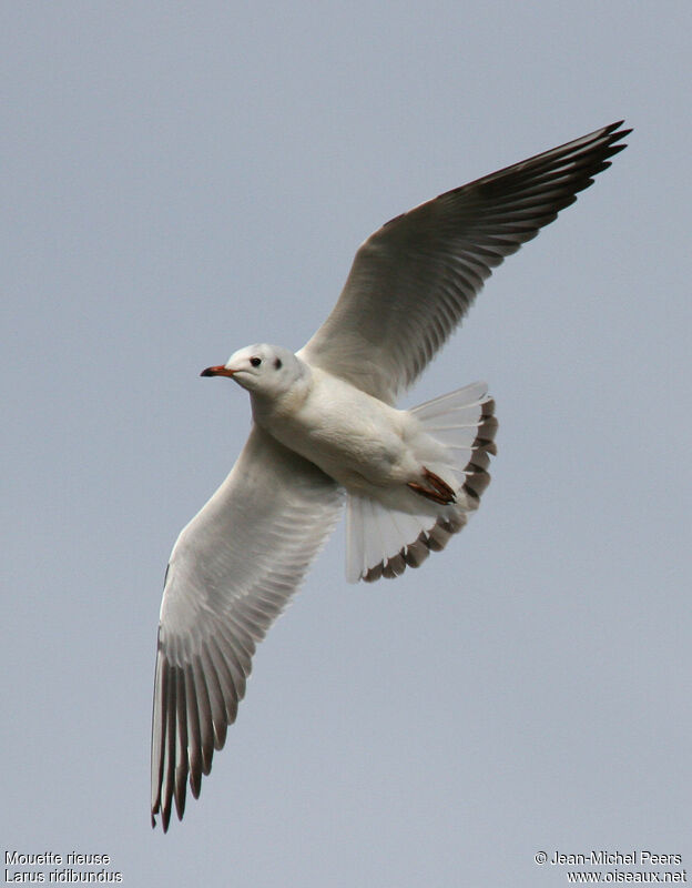 Mouette rieuse1ère année