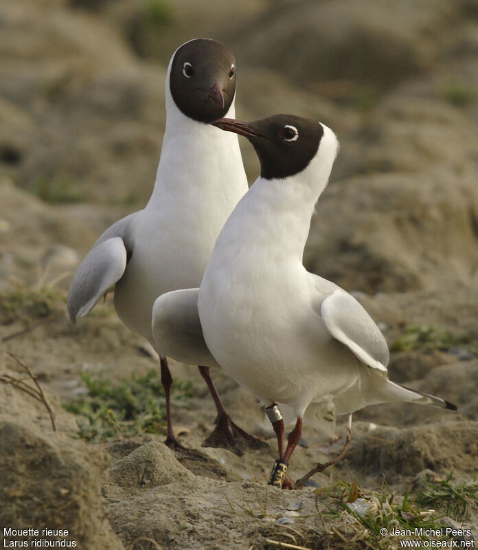 Mouette rieuse 