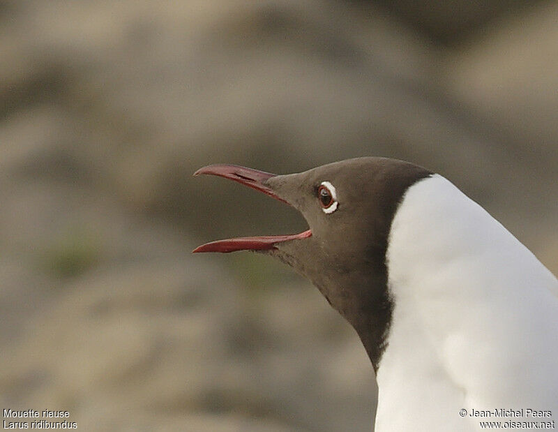 Mouette rieuseadulte