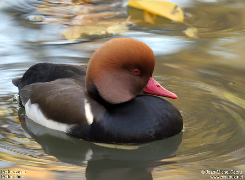 Red-crested Pochard male adult