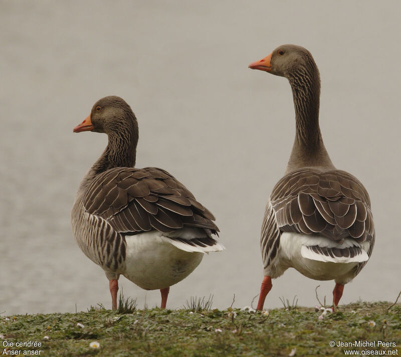 Greylag Goose 