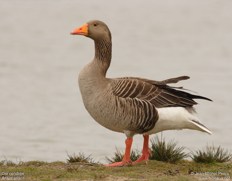 Greylag Gooseadult