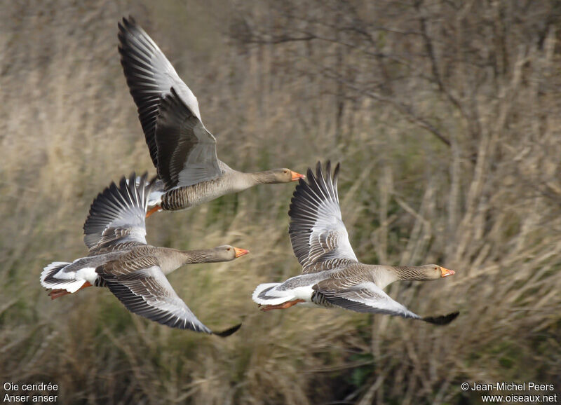 Greylag Goose