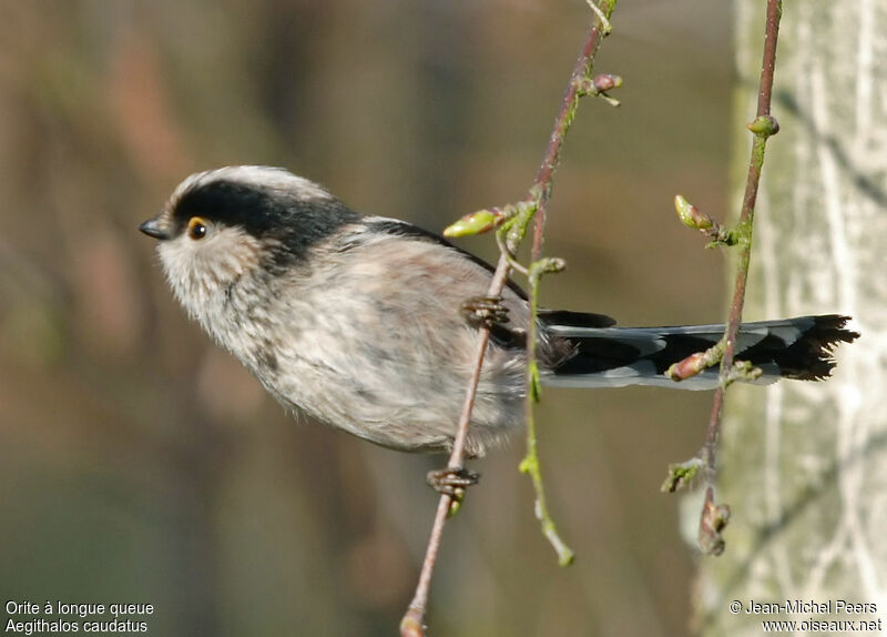 Long-tailed Titadult