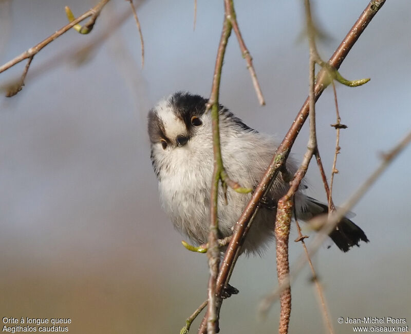 Long-tailed Titadult