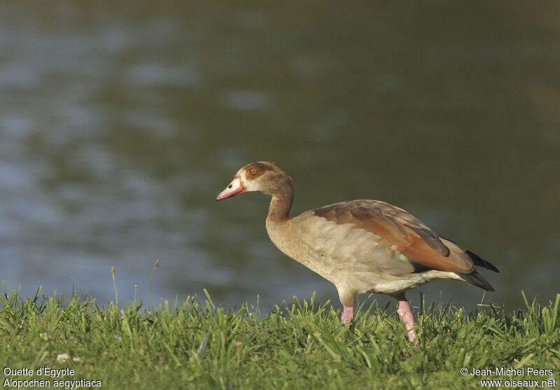 Egyptian Goose