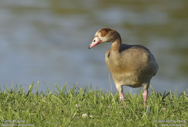 Egyptian Goose