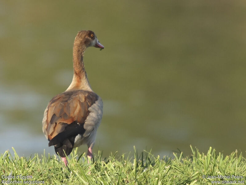 Egyptian Goose