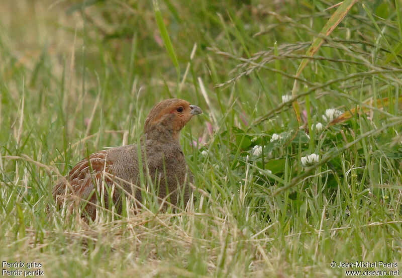 Grey Partridgejuvenile