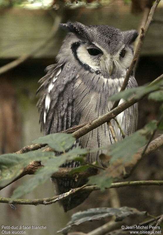 Petit-duc à face blanche