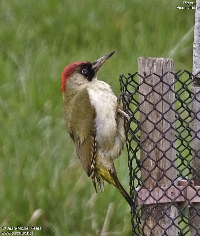 European Green Woodpecker female adult