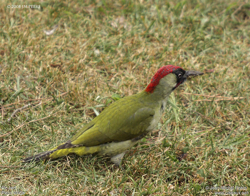 European Green Woodpecker male