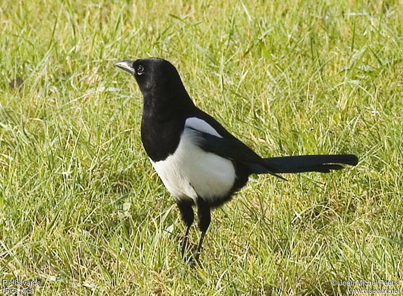 Eurasian Magpie