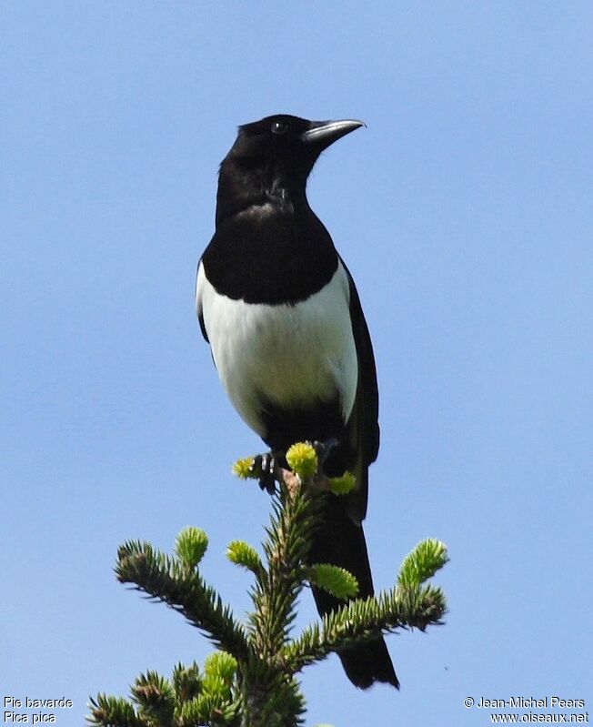 Eurasian Magpieadult