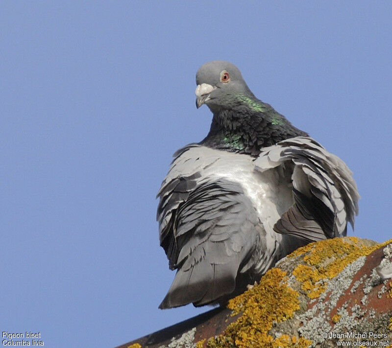 Rock Doveadult