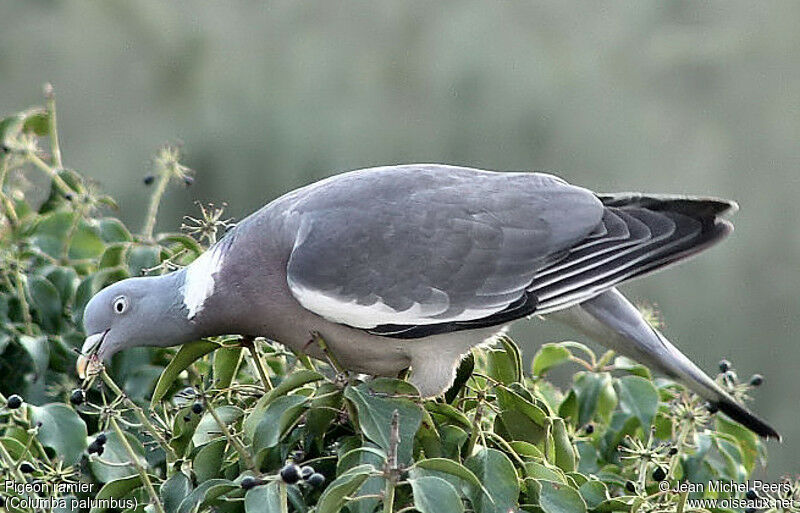 Common Wood Pigeon