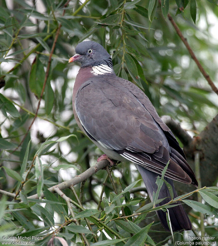 Common Wood Pigeon