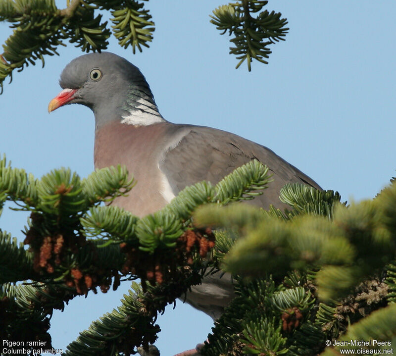 Pigeon ramier