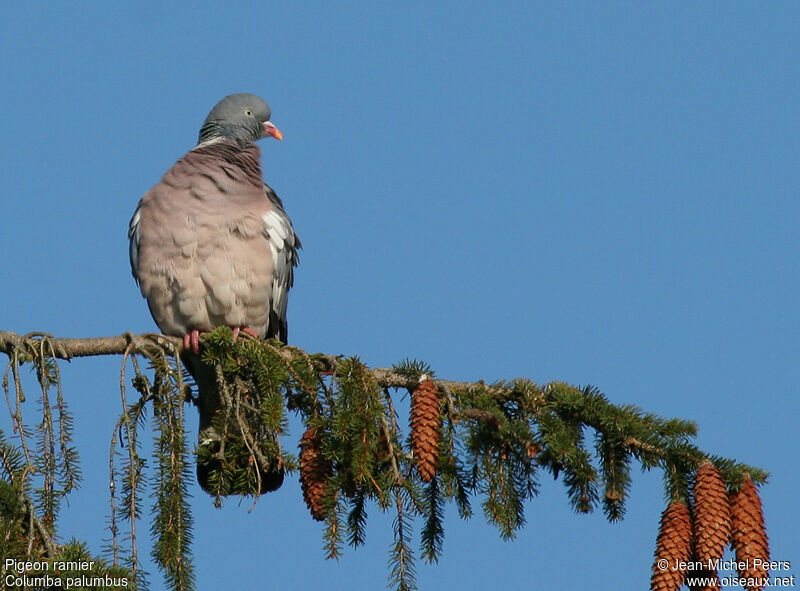 Common Wood Pigeon