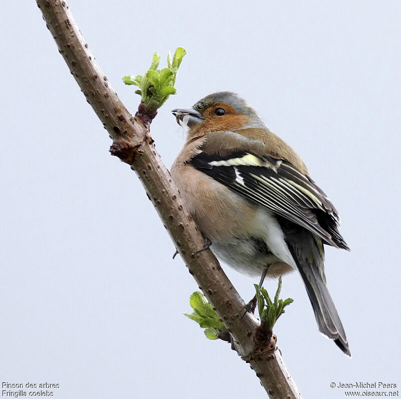 Eurasian Chaffinch male adult