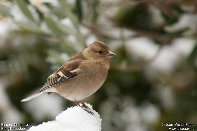 Eurasian Chaffinch female adult