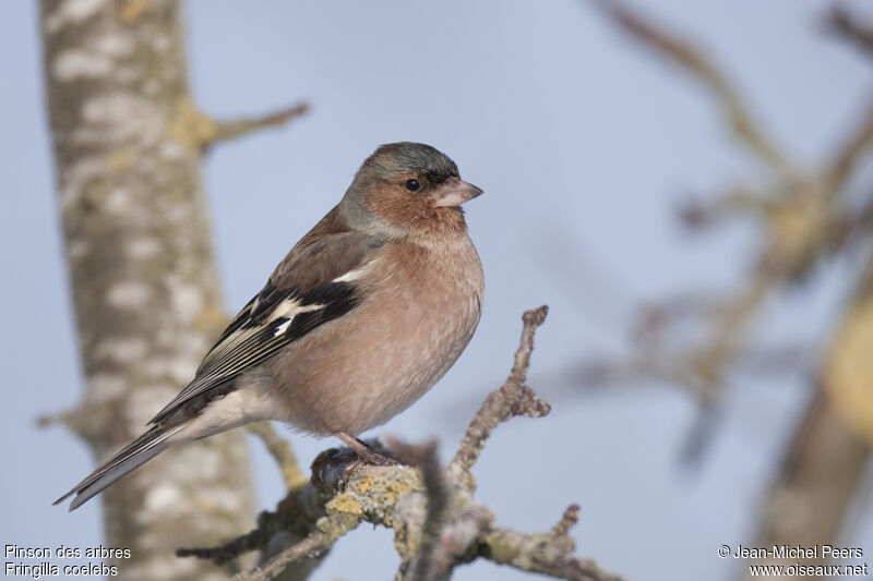 Eurasian Chaffinch male adult