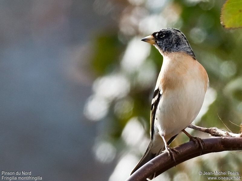 Brambling male adult