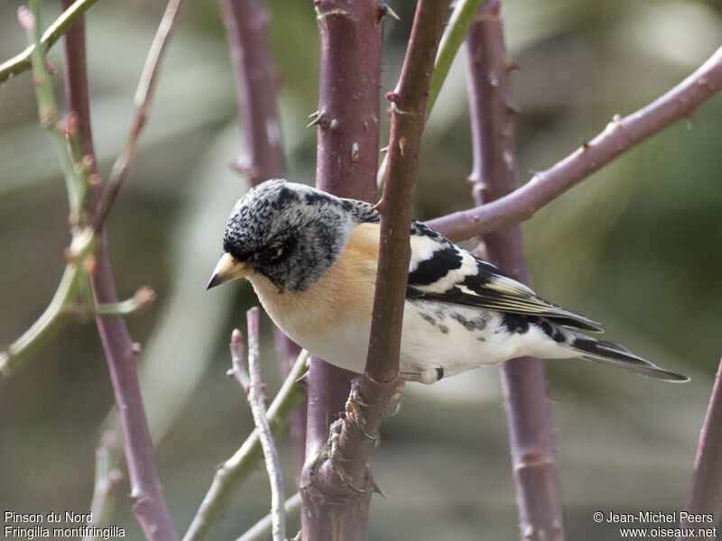 Brambling male adult