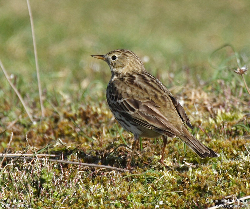 Meadow Pipitadult