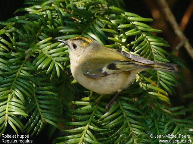 Goldcrest female adult