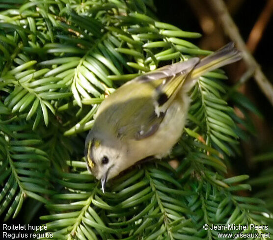 Goldcrest female